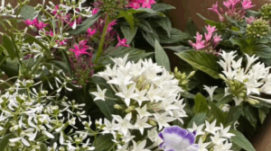 休憩所に咲くきれいな花