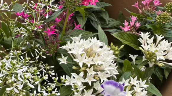 休憩所に咲くきれいな花
