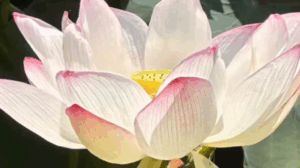 蓮の花