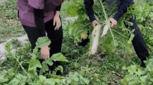 自然の恵みに感謝♪みんなで収穫した無農薬大根が最高！